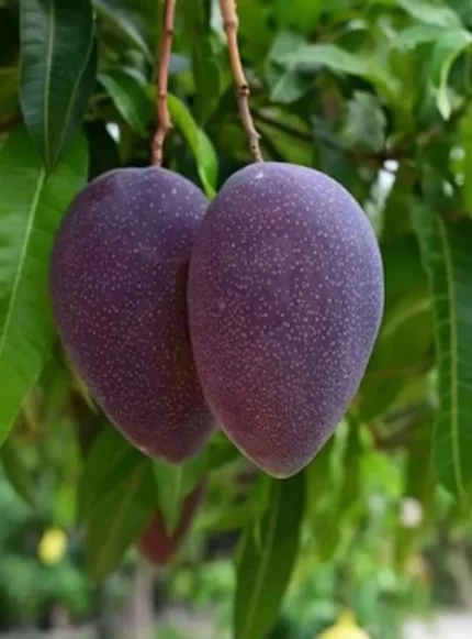 Kasturi Mango Plant