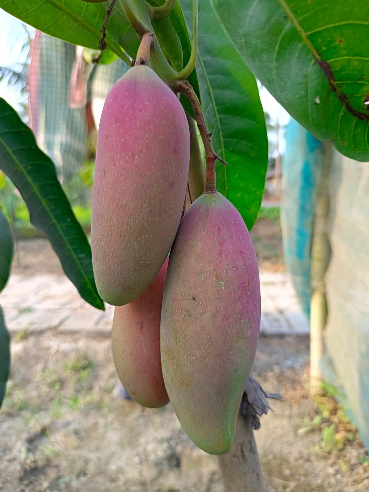 Chiangmai mango