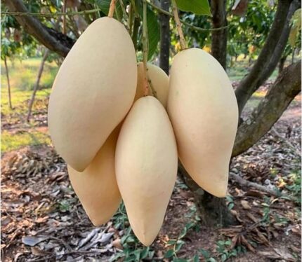 Mango Nam Dok Mai White