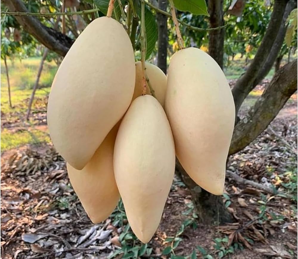 Mango Nam Dok Mai White