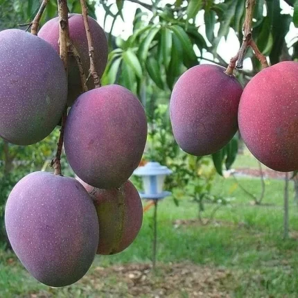 Mango American Red Palmer