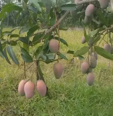Mango Pusa Pitambar 